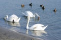 Flock of beautiful white mute swans swim in the blue water surrounded by ducks selective focus Royalty Free Stock Photo