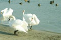 Flock of beautiful white mute swans swim in the blue water surrounded by ducks selective focus Royalty Free Stock Photo