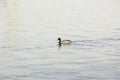 A flock of beautiful wild ducks swim on the pond in summer Royalty Free Stock Photo