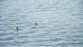 A flock of beautiful wild ducks swim on the pond in summer Royalty Free Stock Photo