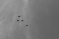 Flock of bird fly high, black and white photo Royalty Free Stock Photo