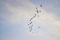 A flock of bird fly on the sky in bullish duck fly theory concept in stock market business