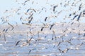 A flock of bird , seagull flying in the sky. Royalty Free Stock Photo