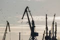 Flock of bird in seaport at sunny day in front of cranes, silhouette Royalty Free Stock Photo