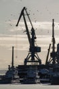 Flock of bird in seaport at sunny day in front of cranes, silhouette, vertical Royalty Free Stock Photo