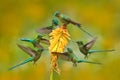 Flock of bird sucking nectar from yellow flower. Hummingbird Long-tailed Sylph eating nectar from beautiful yellow bloom in Ecuado Royalty Free Stock Photo