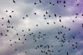 Flock of birds Royalty Free Stock Photo