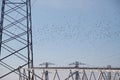 Flock of birds above the high-voltage power line