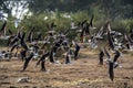 Flock of birds in Africa