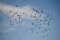 Flock of birds against the blue sky