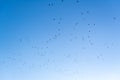 A flock of birds against a vibrant blue sky migrating south because of cold temperatures in Plovdiv, Bulgaria Royalty Free Stock Photo