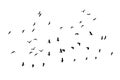 Flock of birds backlit isolate Royalty Free Stock Photo