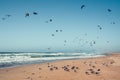 Flock of birds on the beach. Great colony of seagulls, California