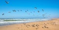 Flock of birds on the beach. Great colony of seagulls, California Coast