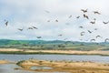 Flock of birds on the beach. Pelicans and seagulls flying over the river. Royalty Free Stock Photo