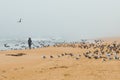 Flock of birds on the beach and silhouette of woman in an overcast day