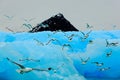 Flock of birds with beautiful blue ice. Black-legged Kittiwake, Rissa tridactyla, with ice glacier, iceberg, in background Royalty Free Stock Photo