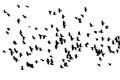 Flock of birds black crows flying on the white background isola Royalty Free Stock Photo
