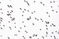 Flock of birds with black silhouette flying on the sky Royalty Free Stock Photo