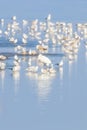 Flock of birds on the blue lake in golden light at sunset Royalty Free Stock Photo