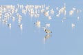 Flock of birds on the blue lake in golden light at sunset Royalty Free Stock Photo