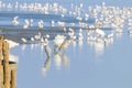 Flock of birds on the blue lake in golden light at sunset Royalty Free Stock Photo