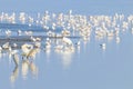 Flock of birds on the blue lake in golden light at sunset Royalty Free Stock Photo