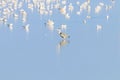 Flock of birds on the blue lake in golden light at sunset Royalty Free Stock Photo