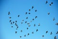 Flock of birds on a blue sky