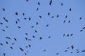 Flock of birds in a blue sky Royalty Free Stock Photo