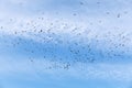 Flock of birds at blue sky Royalty Free Stock Photo