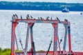 Flock of Birds, Boat Pulley, Door County, Wisconsin Royalty Free Stock Photo