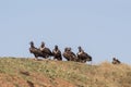 A flock of birds Cinereous vulture Aegypius monachus
