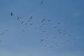 Flock of birds in cloudless sky skyscape photo Royalty Free Stock Photo