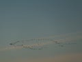 Iceland - A flock of birds forming a key formation Royalty Free Stock Photo