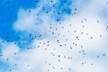 A flock of birds, crows, in the blue sky with white clouds Royalty Free Stock Photo