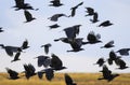 Flock of black birds crows and rooks fly flock over plem in autumn against blue sky Royalty Free Stock Photo