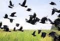 Flock of black birds crows and rooks fly flock over plem in autumn against sky Royalty Free Stock Photo