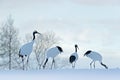 Flock birds dancing. Flying White birds Red-crowned crane, Grus japonensis, with open wing, blue sky with white clouds in backgrou