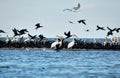 Flock of birds in the Danube delta Royalty Free Stock Photo