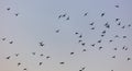 A flock of birds at dawn Royalty Free Stock Photo