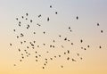 A flock of birds at dawn Royalty Free Stock Photo