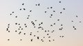 A flock of birds at dawn Royalty Free Stock Photo