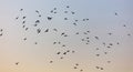 A flock of birds at dawn Royalty Free Stock Photo