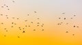 A flock of birds at dawn Royalty Free Stock Photo