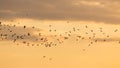 A flock of birds at dawn, the sun Royalty Free Stock Photo