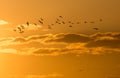 A flock of birds at dawn, the sun Royalty Free Stock Photo