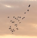 A flock of birds at dawn, the sun Royalty Free Stock Photo