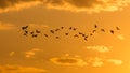 A flock of birds at dawn, the sun Royalty Free Stock Photo