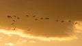 A flock of birds at dawn, the sun Royalty Free Stock Photo